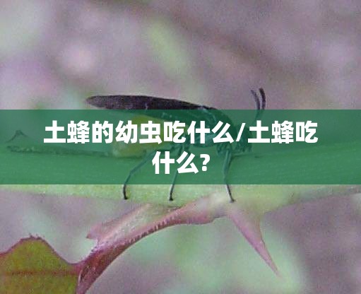 土蜂的幼虫吃什么/土蜂吃什么?
