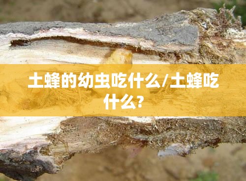 土蜂的幼虫吃什么/土蜂吃什么?